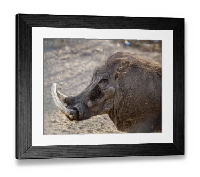 Framed Print : Africa, Namibia, Etosha National Park. Portrait of old warthog