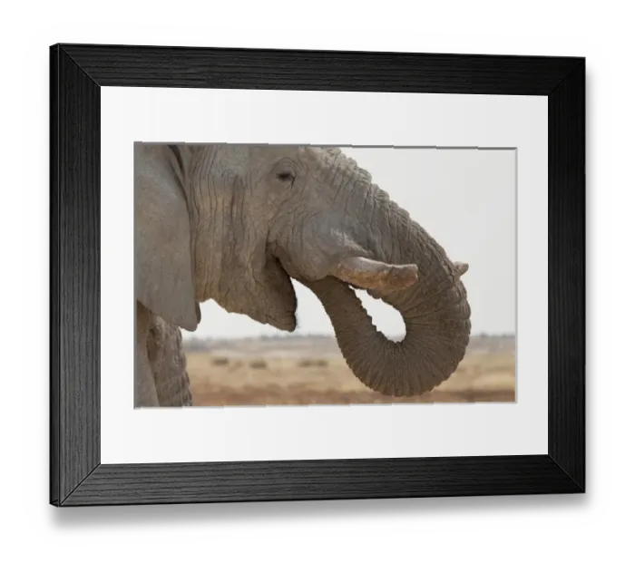 Framed Print : Africa, Namibia, Etosha National Park. Side portrait of African elephant. Credit as Framed Print : Africa, Namibia, Etosha National Park. Side portrait of African elephant. Credit as