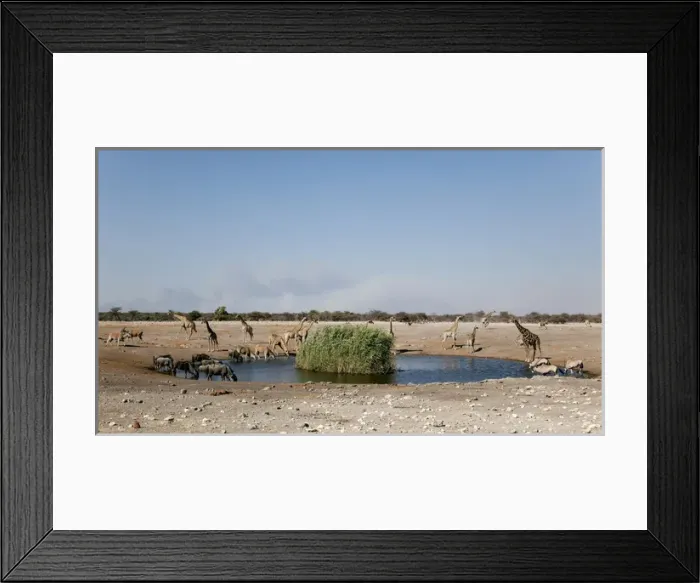 Framed Print : Africa, Namibia, Etosha National Park. Assortment of animals gather at a waterhole Framed Print : Africa, Namibia, Etosha National Park. Assortment of animals gather at a waterhole