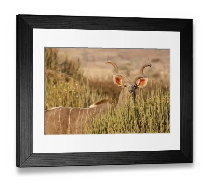 Framed Print : Africa, Namibia, Palmwag Conservancy. A greater kudu male looks over euphorbia plants Framed Print : Africa, Namibia, Palmwag Conservancy. A greater kudu male looks over euphorbia plants