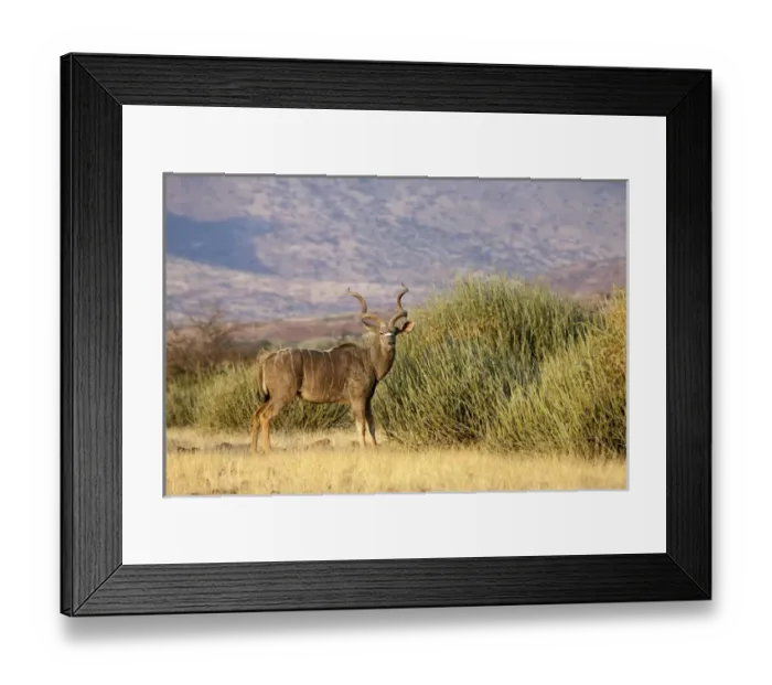 Framed Print : Africa, Namibia, Palmwag Conservancy. A greater kudu male stands in front of euphorbia plants Framed Print : Africa, Namibia, Palmwag Conservancy. A greater kudu male stands in front of euphorbia plants