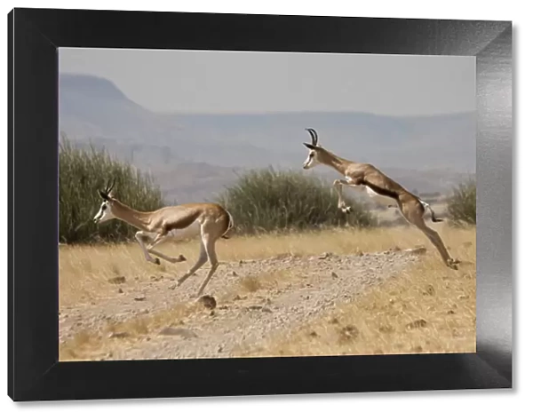 Africa, Namibia, Palmwag. Running springboks with one in mid-jump