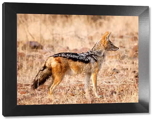 Africa, Namibia, Palmwag Conservancy. Profile of black-backed jackal