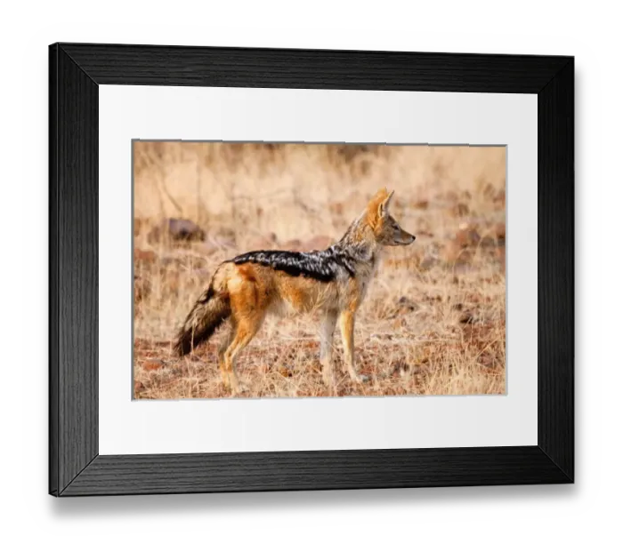 Framed Print : Africa, Namibia, Palmwag Conservancy. Profile of black-backed jackal Framed Print : Africa, Namibia, Palmwag Conservancy. Profile of black-backed jackal
