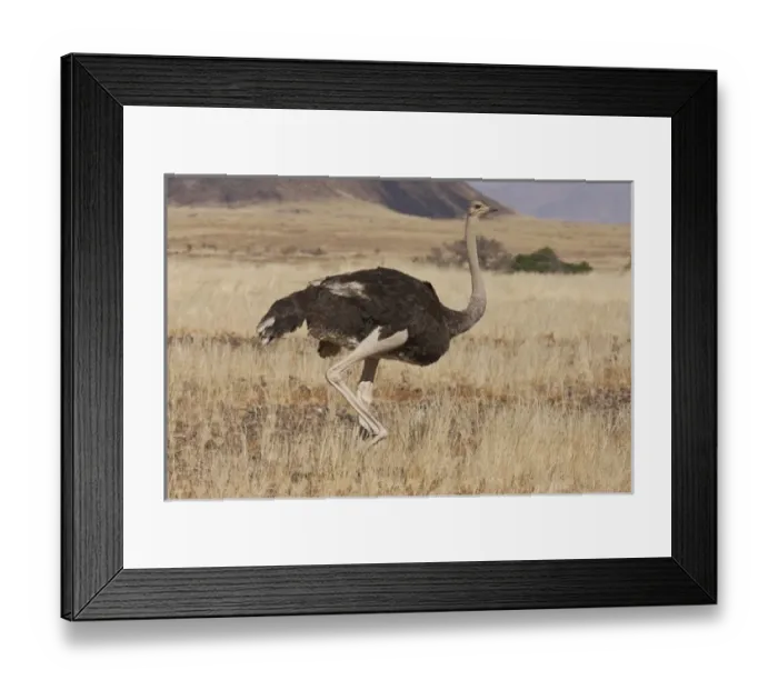 Framed Print : Africa, Namibia, Namib Desert, Namib Naukluft Park. Profile of walking ostrich. Credit as Framed Print : Africa, Namibia, Namib Desert, Namib Naukluft Park. Profile of walking ostrich. Credit as