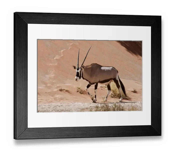 Framed Print : Africa, Namibia, Namib Desert, Namib Naukluft Park. Close-up of walking male oryx Framed Print : Africa, Namibia, Namib Desert, Namib Naukluft Park. Close-up of walking male oryx