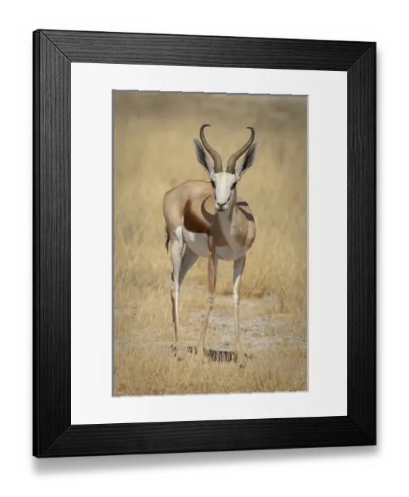 Framed Print : Africa, Namibia, Etosha National Park. Front view of standing springbok. Credit as Framed Print : Africa, Namibia, Etosha National Park. Front view of standing springbok. Credit as