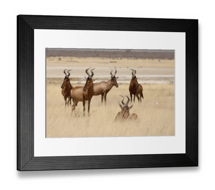 Framed Print : Africa, Namibia, Etosha National Park. Red hartebeets. (Alcelaphus buselaphus) Credit as Framed Print : Africa, Namibia, Etosha National Park. Red hartebeets. (Alcelaphus buselaphus) Credit as