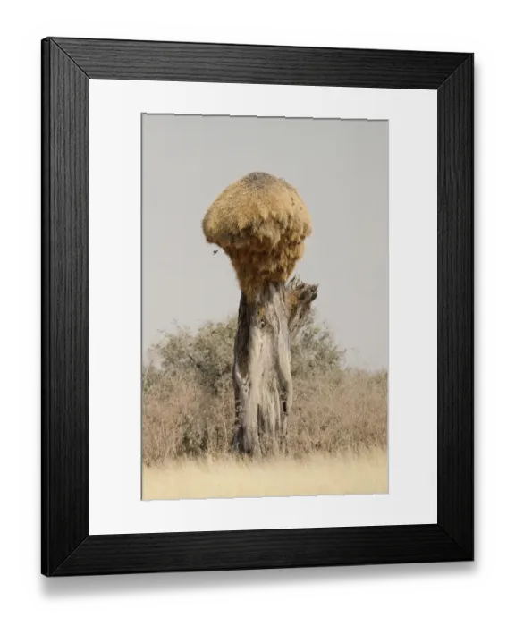 Framed Print : Africa, Namibia, Etosha National Park. Giant sociable weaver bird nest on camel thorn tree Framed Print : Africa, Namibia, Etosha National Park. Giant sociable weaver bird nest on camel thorn tree