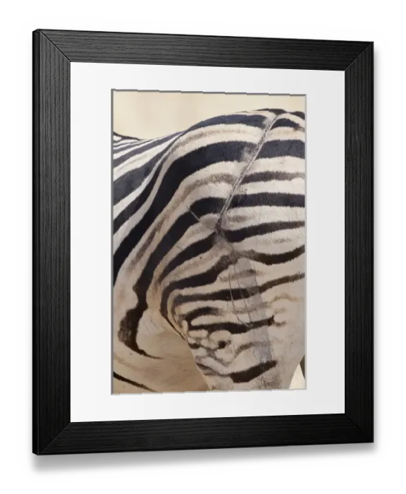 Framed Print : Africa, Namibia, Etosha National Park. Zebras scarred hind end Framed Print : Africa, Namibia, Etosha National Park. Zebras scarred hind end