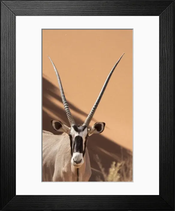 Framed Print : Africa, Namibia, Namib Desert, Sossusvlei, Namib-Naukluft Park. Close-up of oryx Framed Print : Africa, Namibia, Namib Desert, Sossusvlei, Namib-Naukluft Park. Close-up of oryx
