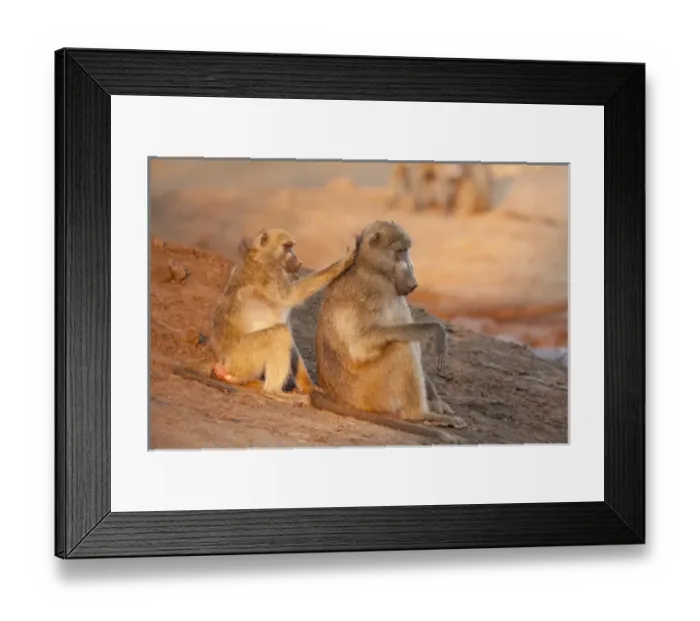 Framed Print : Africa, Botswana, Senyati Safari Camp. Two grooming baboons Framed Print : Africa, Botswana, Senyati Safari Camp. Two grooming baboons