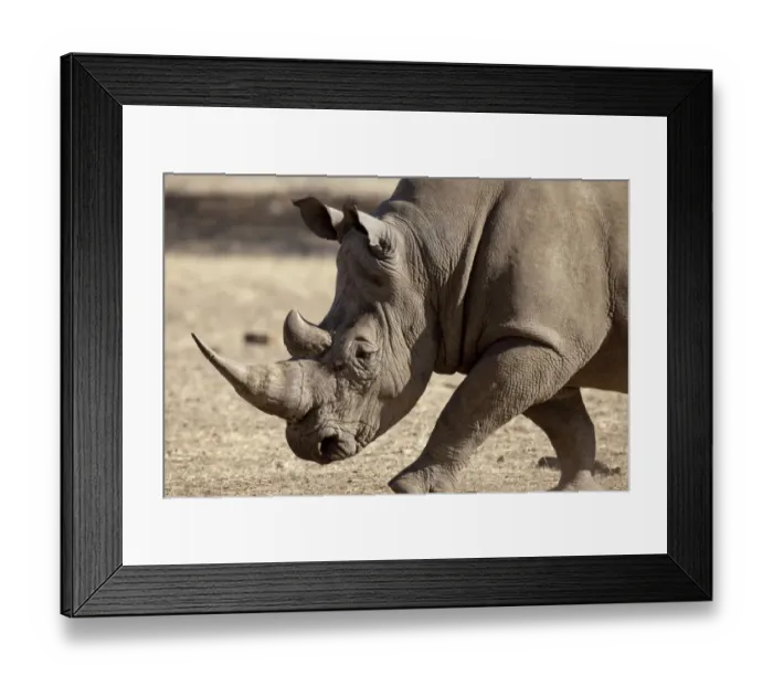 Framed Print : Africa, Namibia, Windhoek, Okapuka Ranch. Profile close-up of endangered white rhinoceros Framed Print : Africa, Namibia, Windhoek, Okapuka Ranch. Profile close-up of endangered white rhinoceros