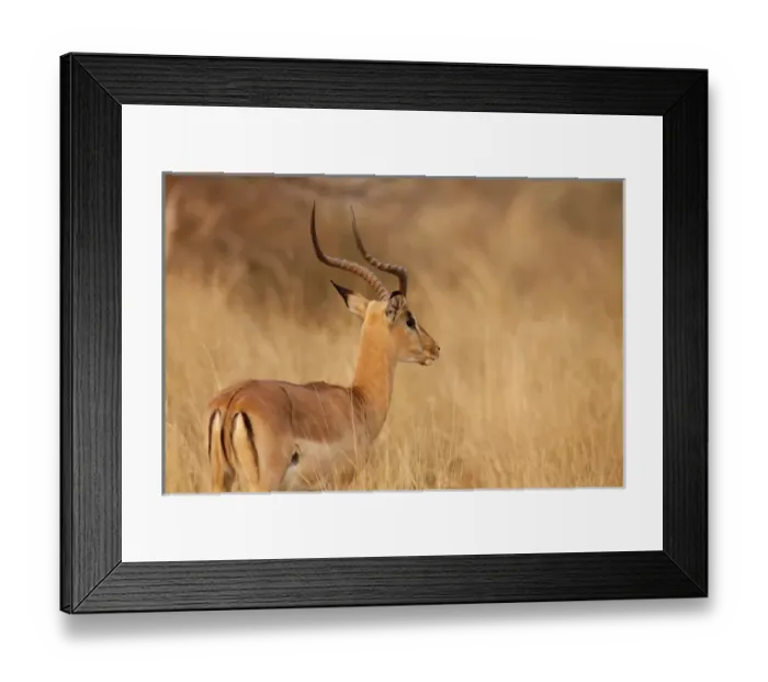 Framed Print : Africa, Namibia, Caprivi Strip, Mahango Game Reserve. Impala in tall Bushman grass Framed Print : Africa, Namibia, Caprivi Strip, Mahango Game Reserve. Impala in tall Bushman grass