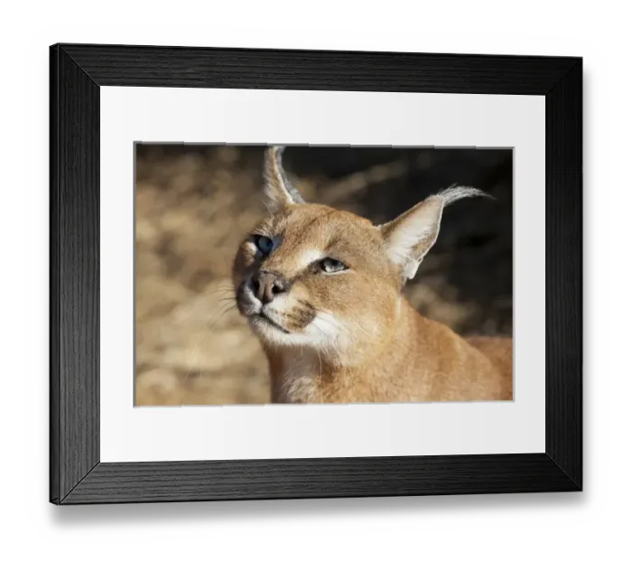 Framed Print : Africa, Namibia, Harnas, Harnas Wildlife Foundation and Guest Farm. Portrait of a caracal