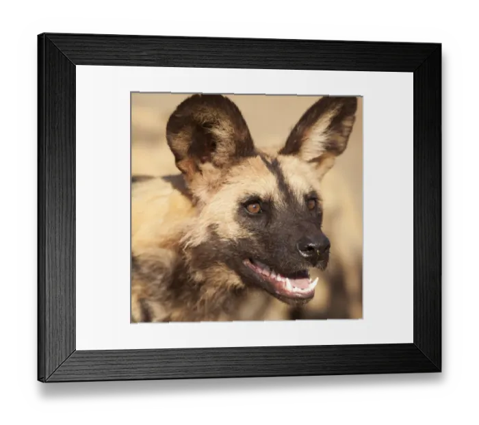 Framed Print : Africa, Namibia, Harnas, Harnas Wildlife Foundation and Guest Farm