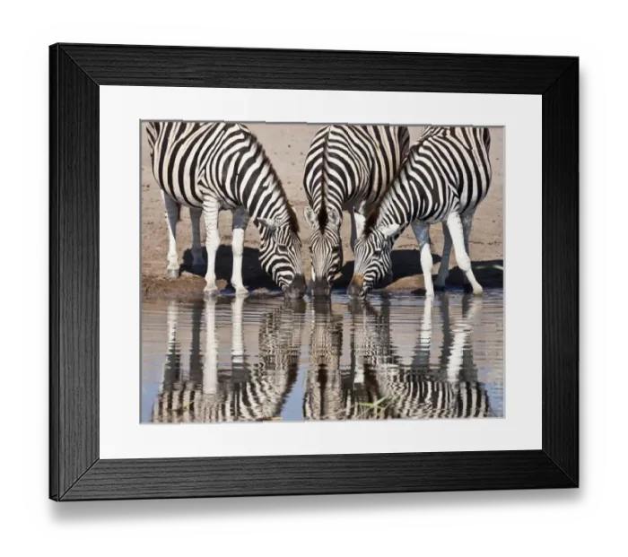 Framed Print : Africa, Namibia, Etosha National Park. Three zebras reflected in a water hole. Credit as Framed Print : Africa, Namibia, Etosha National Park. Three zebras reflected in a water hole. Credit as