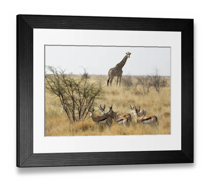 Framed Print : Africa, Namibia, Etosha National Park. Giraffe and springboks
