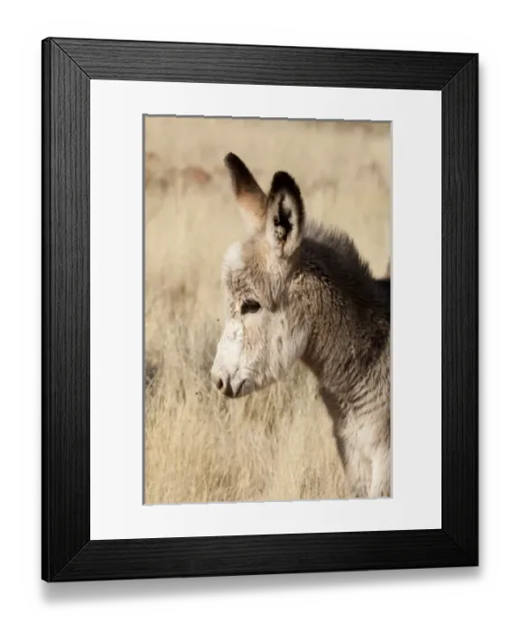 Framed Print : Africa, Namibia, Torras Conservancy. Profile of young donkey Framed Print : Africa, Namibia, Torras Conservancy. Profile of young donkey