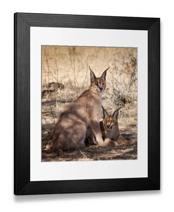 Framed Print : Africa, Namibia, Harnas, Harnas Wildlife Foundation and Guest Farm. Portrait of a caracal pair