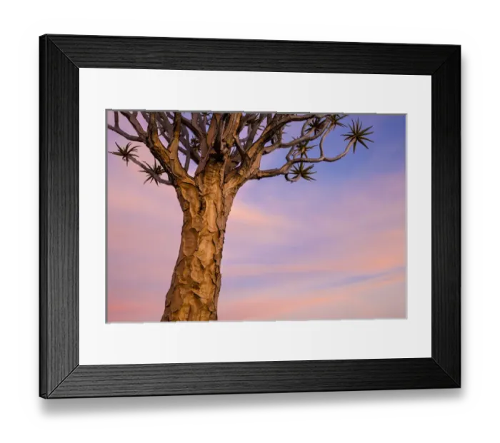 Framed Print : Africa, Namibia. Close-up of quiver tree Framed Print : Africa, Namibia. Close-up of quiver tree