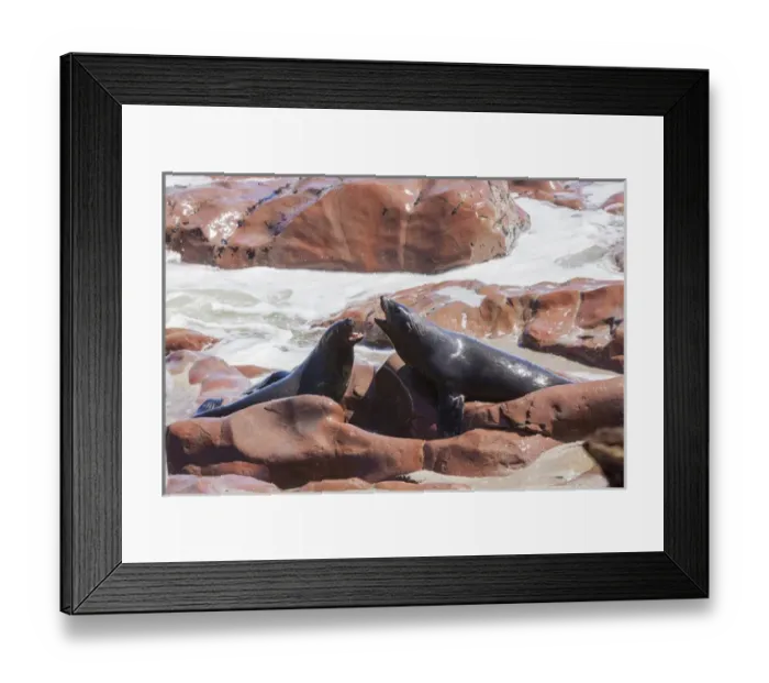 Framed Print : Africa, Namibia, Skeleton Coast Park, Cape Cross Seal Reserve. Two cape fur seals in dispute Framed Print : Africa, Namibia, Skeleton Coast Park, Cape Cross Seal Reserve. Two cape fur seals in dispute