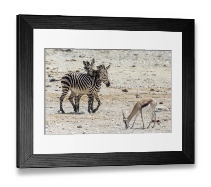 Framed Print : Africa, Namibia, Etosha National Park. Zebras and springbok