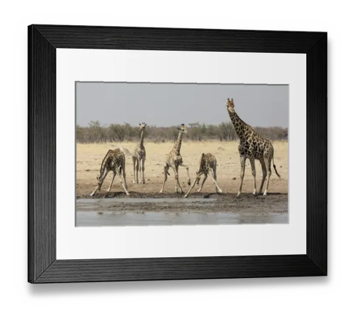 Framed Print : Africa, Namibia, Etosha National Park. Five giraffes at the waterhole. Credit as