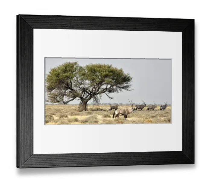 Framed Print : Africa, Namibia, Etosha National Park. Five oryx and tree Framed Print : Africa, Namibia, Etosha National Park. Five oryx and tree