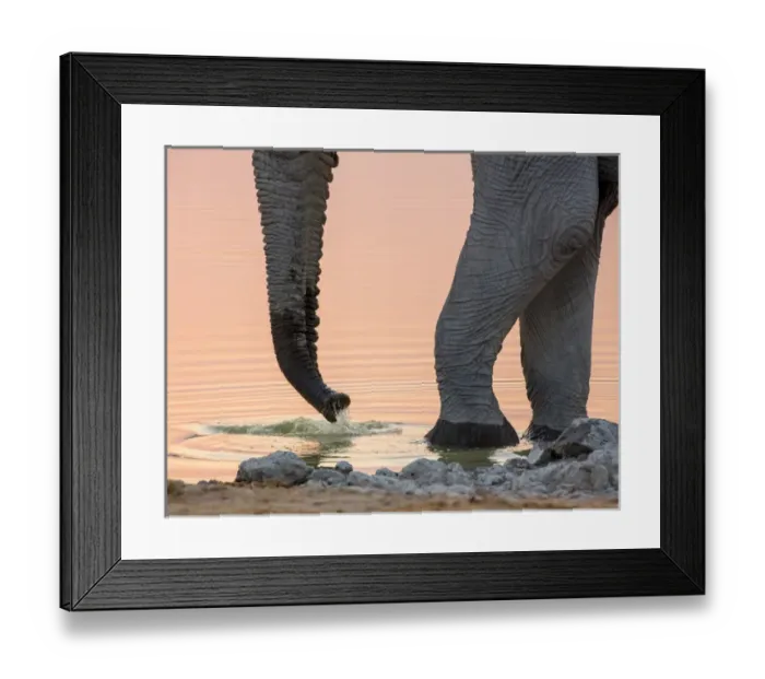 Framed Print : Africa, Namibia, Etosha National Park. Drinking elephant at sunset Framed Print : Africa, Namibia, Etosha National Park. Drinking elephant at sunset