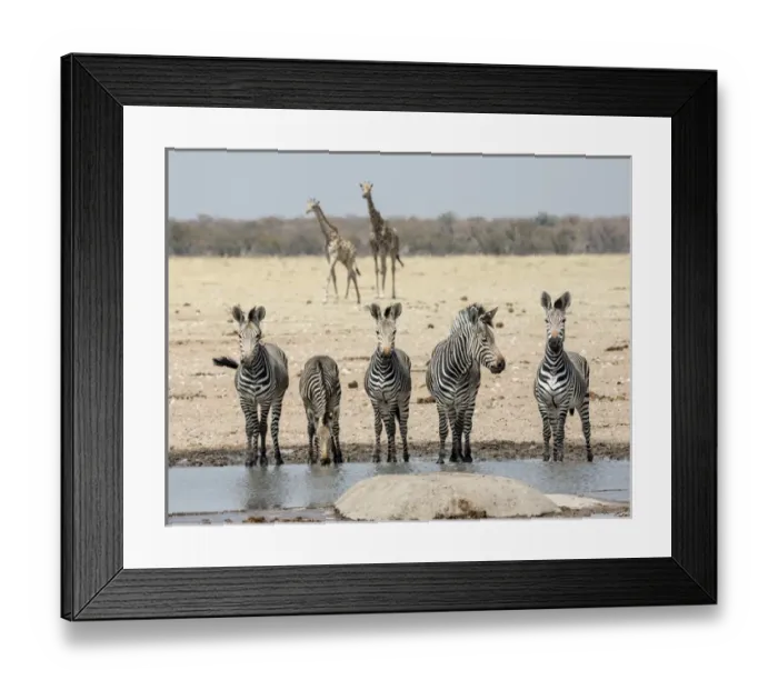 Framed Print : Africa, Namibia, Etosha National Park. Five zebras and giraffes at waterhole. Credit as Framed Print : Africa, Namibia, Etosha National Park. Five zebras and giraffes at waterhole. Credit as