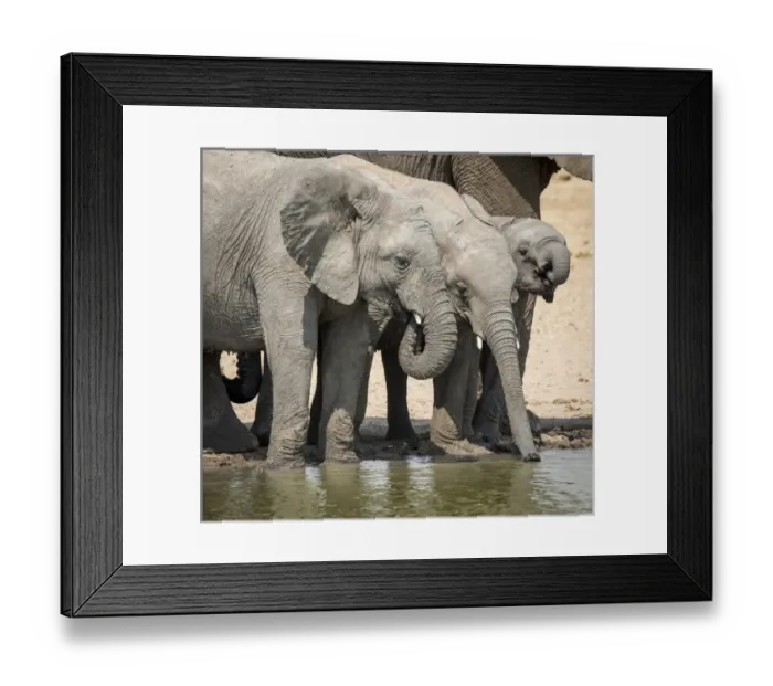 Framed Print : Africa, Namibia, Etosha National Park. Elephants drinking at waterhole. Credit as Framed Print : Africa, Namibia, Etosha National Park. Elephants drinking at waterhole. Credit as
