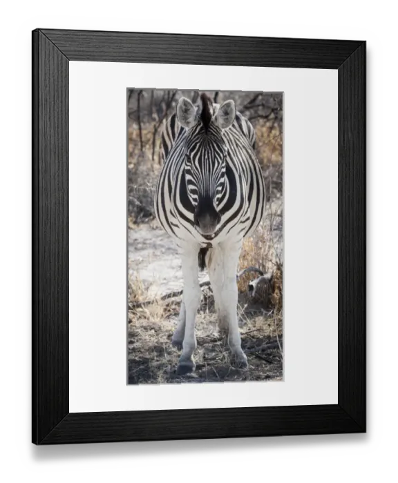 Framed Print : Africa, Namibia, Etosha National Park. Close-up of zebra Framed Print : Africa, Namibia, Etosha National Park. Close-up of zebra
