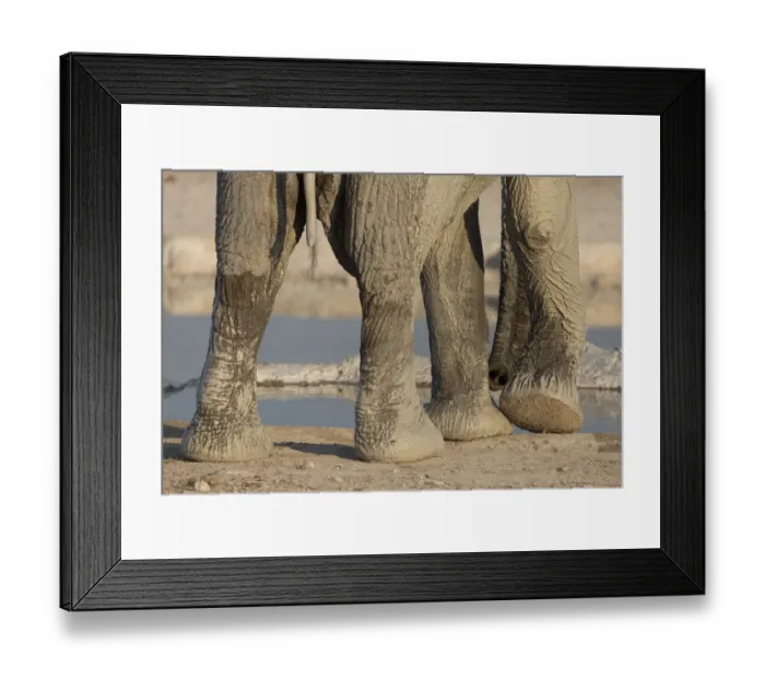 Framed Print : Africa, Namibia, Etosha National Park. Elephant legs and trunk Framed Print : Africa, Namibia, Etosha National Park. Elephant legs and trunk