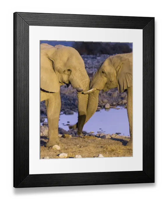 Framed Print : Africa, Namibia, Etosha National Park. Two elephants greeting at dusk. Credit as