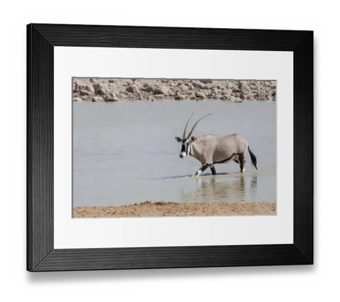 Framed Print : Africa, Namibia, Etosha National Park. Oryx wading in waterhole Framed Print : Africa, Namibia, Etosha National Park. Oryx wading in waterhole