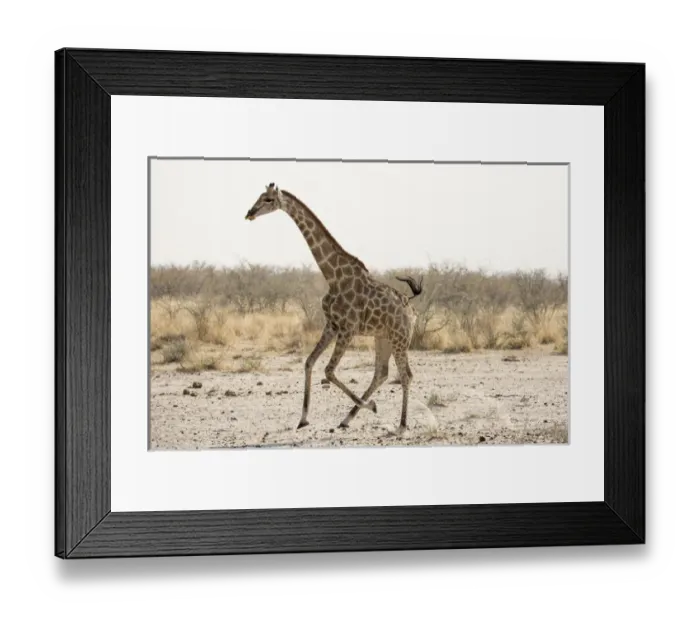 Framed Print : Africa, Namibia, Etosha National Park. Running giraffe