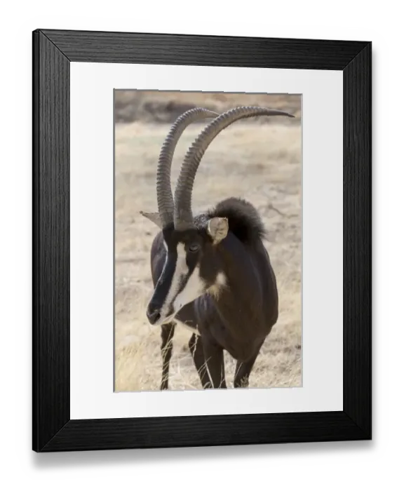 Framed Print : Africa, Namibia, Windhoek, Okapuka Ranch