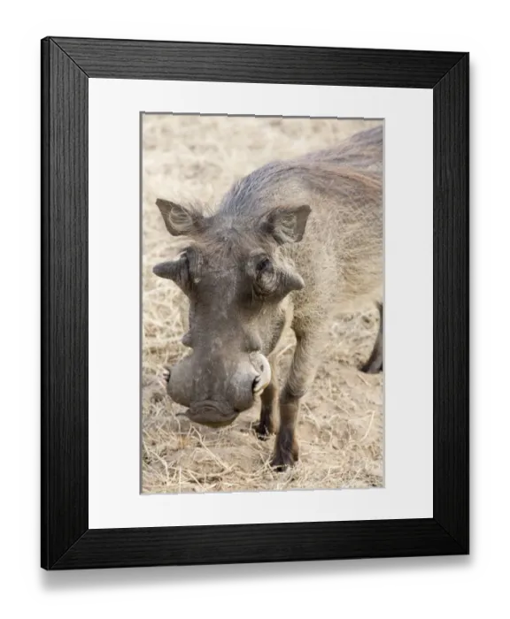 Framed Print : Africa, Namibia, Windhoek, Okapuka Ranch