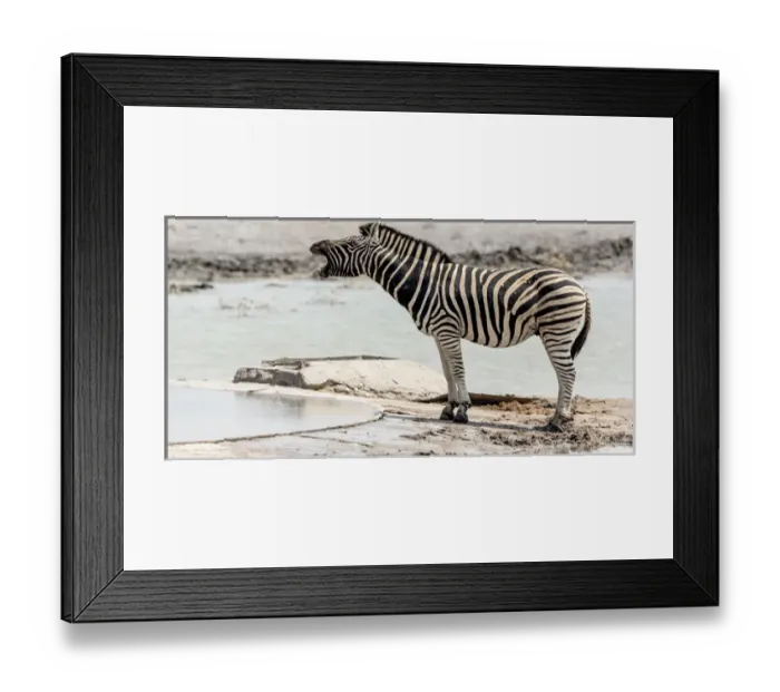 Framed Print : Africa, Namibia, Etosha National Park. Braying zebra Framed Print : Africa, Namibia, Etosha National Park. Braying zebra