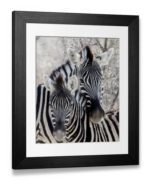 Framed Print : Africa, Namibia, Etosha National Park. Portrait of two zebras Framed Print : Africa, Namibia, Etosha National Park. Portrait of two zebras