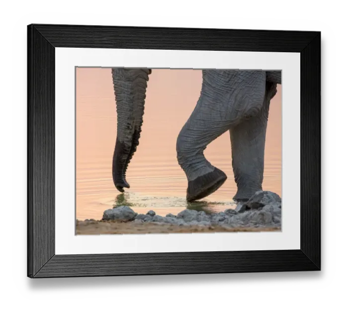 Framed Print : Africa, Namibia, Etosha National Park. Drinking elephant at sunset Framed Print : Africa, Namibia, Etosha National Park. Drinking elephant at sunset