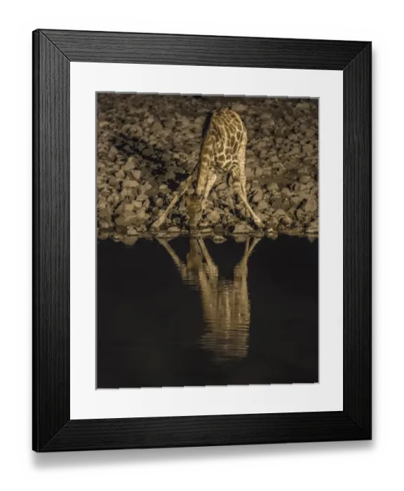 Framed Print : Africa, Namibia, Etosha National Park. Drinking giraffe at night