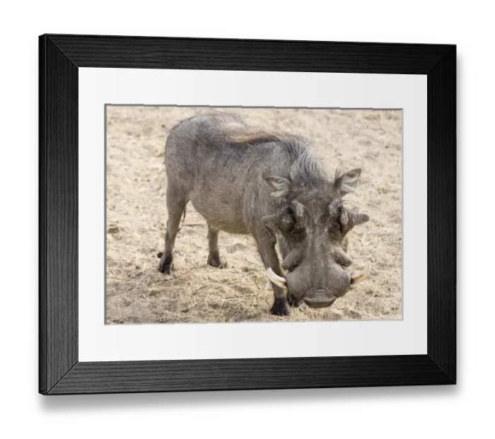 Framed Print : Africa, Namibia, Windhoek, Okapuka Ranch Framed Print : Africa, Namibia, Windhoek, Okapuka Ranch