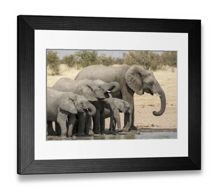 Framed Print : Africa, Namibia, Etosha National Park. Elephants drinking at waterhole. Credit as Framed Print : Africa, Namibia, Etosha National Park. Elephants drinking at waterhole. Credit as