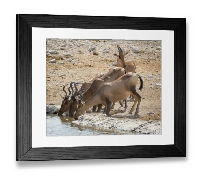 Framed Print : Africa, Namibia, Etosha National Park. Hartebeest drinking at waterhole. Credit as Framed Print : Africa, Namibia, Etosha National Park. Hartebeest drinking at waterhole. Credit as