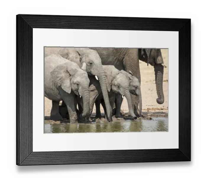 Framed Print : Africa, Namibia, Etosha National Park. Elephants drinking at waterhole. Credit as Framed Print : Africa, Namibia, Etosha National Park. Elephants drinking at waterhole. Credit as