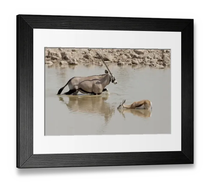 Framed Print : Africa, Namibia, Etosha National Park. Oryx and springbok wading in waterhole. Credit as Framed Print : Africa, Namibia, Etosha National Park. Oryx and springbok wading in waterhole. Credit as