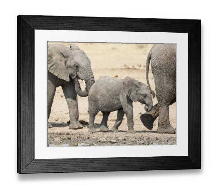 Framed Print : Africa, Namibia, Etosha National Park. Baby elephant walking between two adults. Credit as Framed Print : Africa, Namibia, Etosha National Park. Baby elephant walking between two adults. Credit as