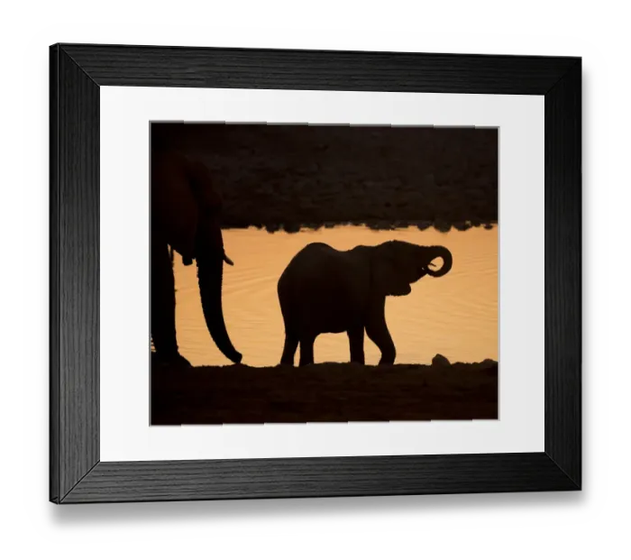 Framed Print : Africa, Namibia, Etosha National Park. Silhouette of baby elephant at sunset. Credit as Framed Print : Africa, Namibia, Etosha National Park. Silhouette of baby elephant at sunset. Credit as